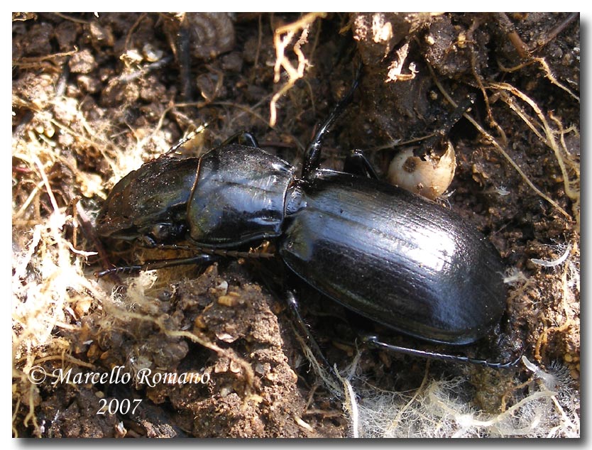 I Percus siciliani: P. lineatus e P. corrugatus (Carabidae)